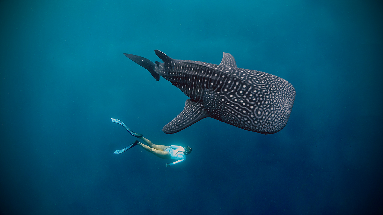 Experience the Wonders of the Ocean: Your Ultimate Guide to a Whale Shark Trip Sumbawa